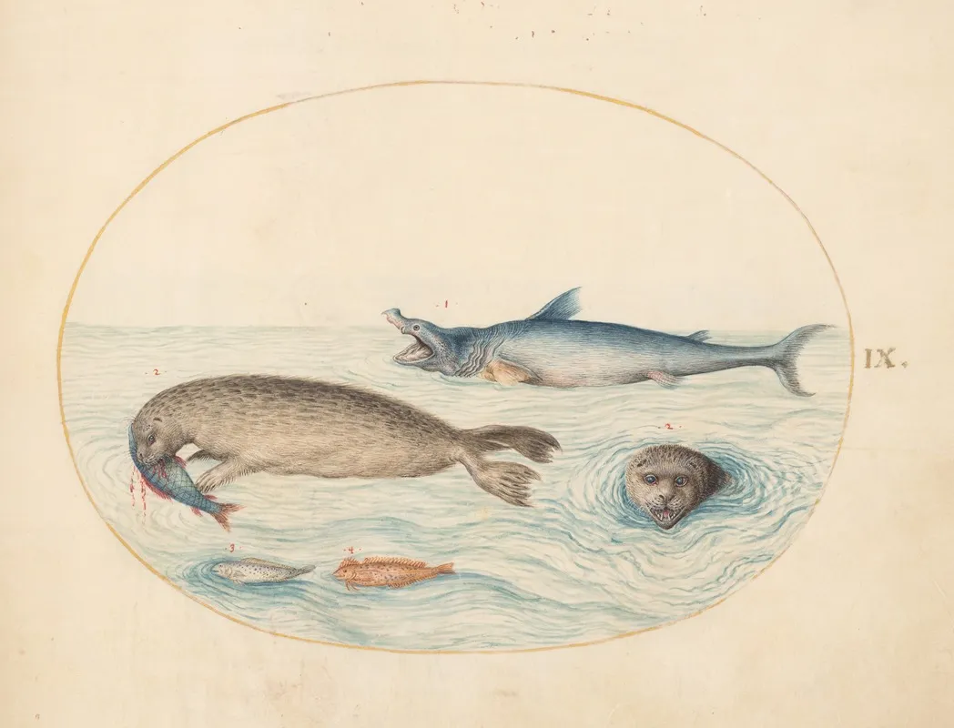 Plate 9 A Great White Shark Two Seals And Two Fish