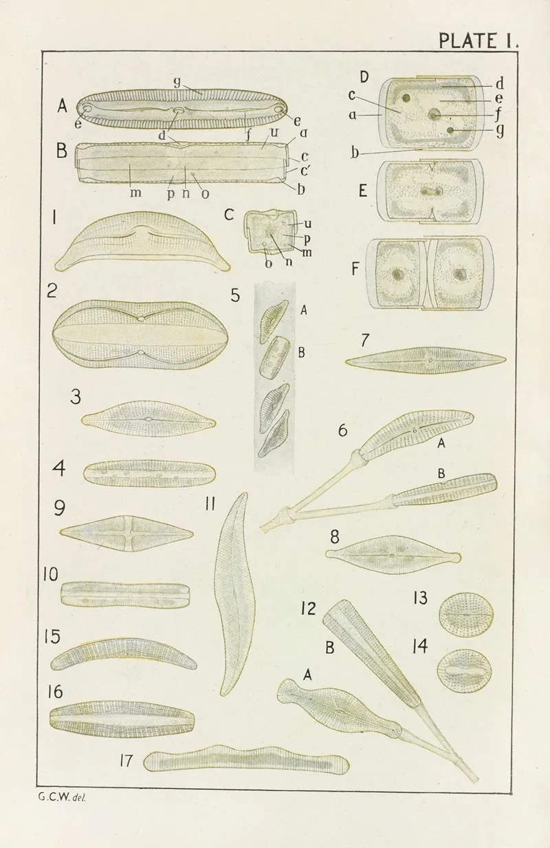 Plate I Diatomaceae