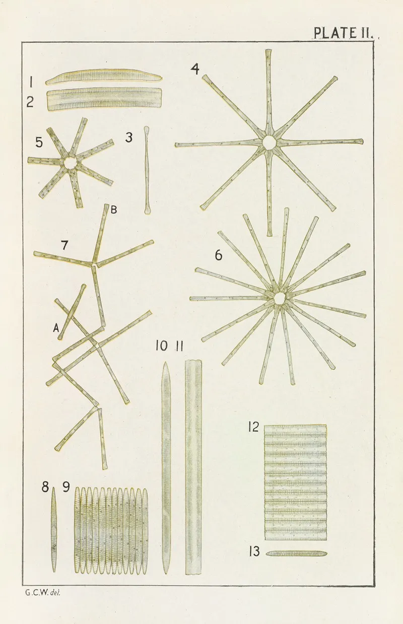 Plate Ii Diatomaceae