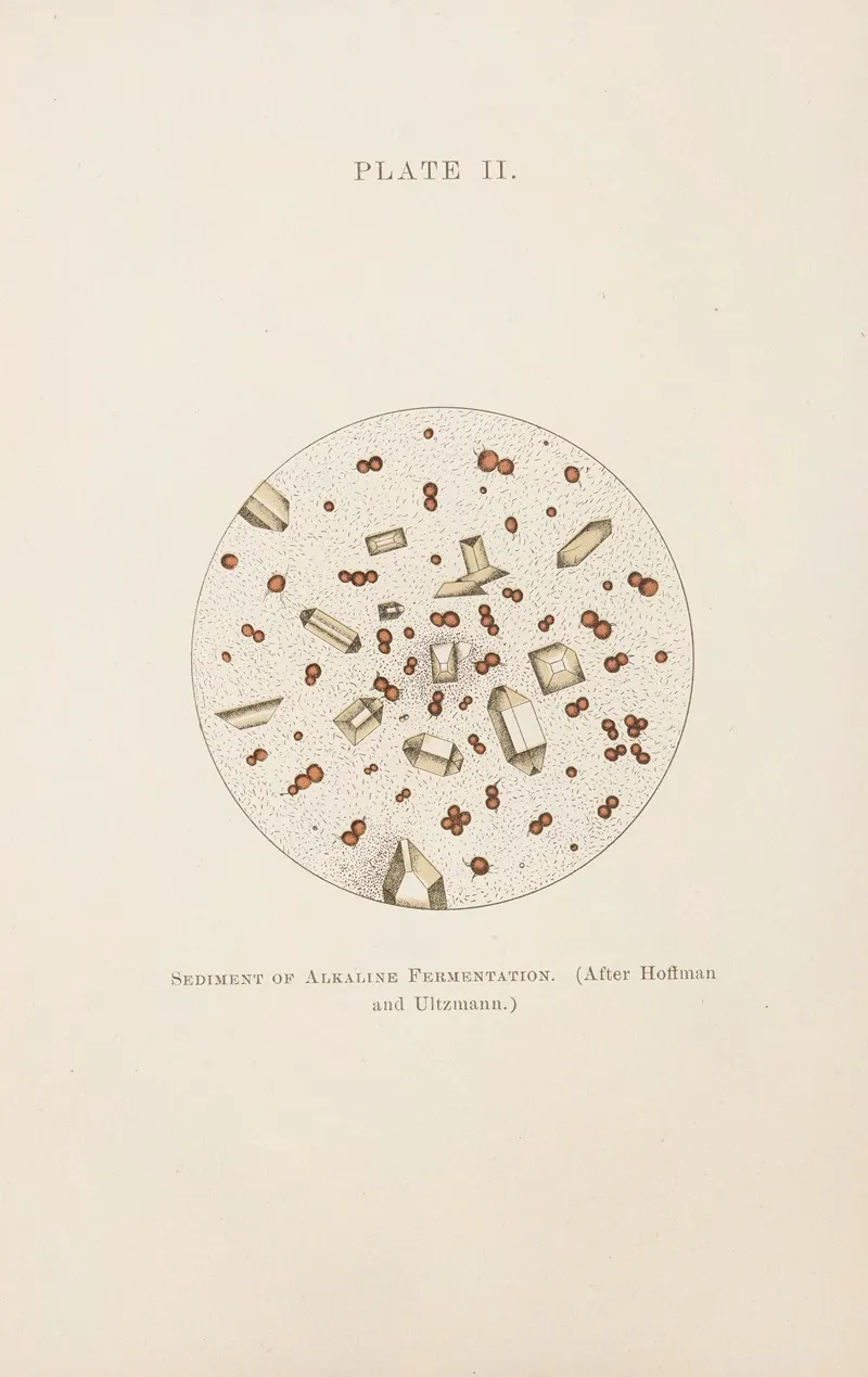 Plate Ii Sediment Of Alkaline Fermentation Wall Art by Charles Wesley Purdy - High-Resolution Digital Print