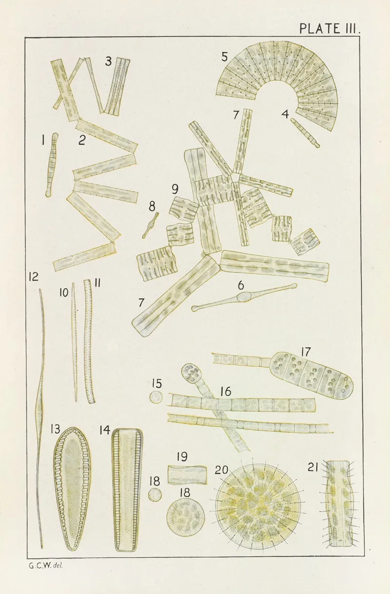 Plate Iii Diatomaceae
