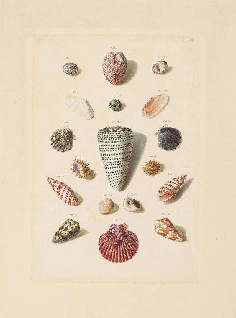 Plate Iii From Choix De Coquillages Et De Crustaces Wall Art by Franz Michael Regenfuss - High-Resolution Digital Print