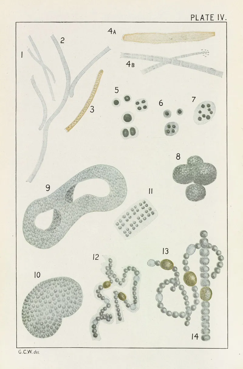 Plate Iv Schizophyceae