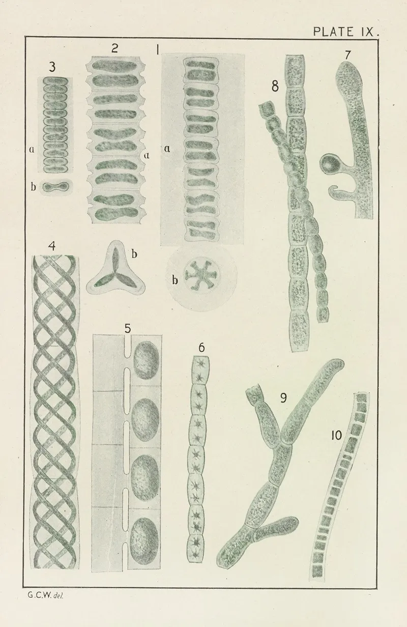 Plate Ix Chlorophyceae