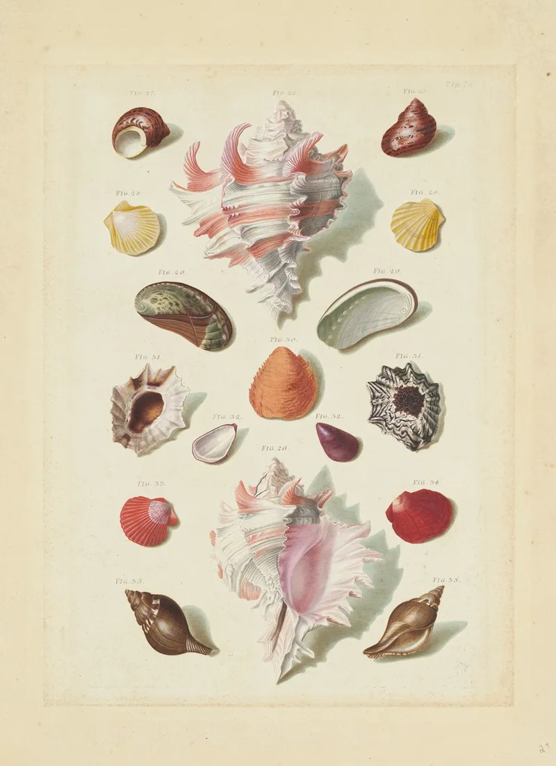 Plate Ix From Choix De Coquillages Et De Crustaces Wall Art by Franz Michael Regenfuss - High-Resolution Digital Print