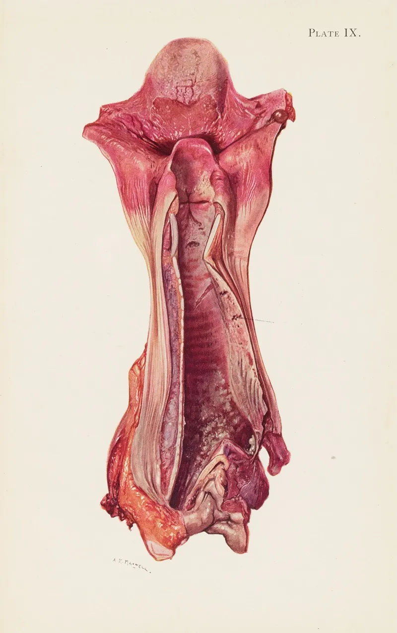 Plate Ix Ulceration Of Trachea By Mustard Gas