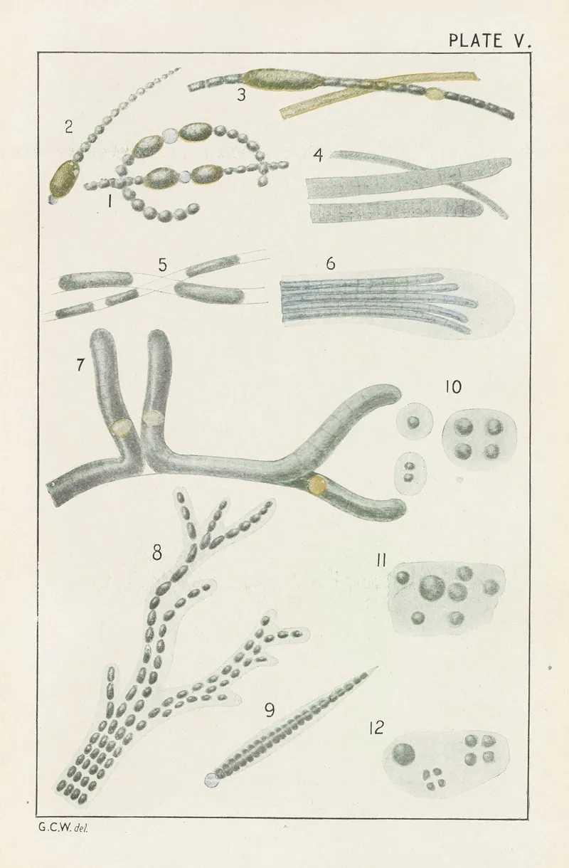 Plate V Cyanophyceae And Chlorophyceae