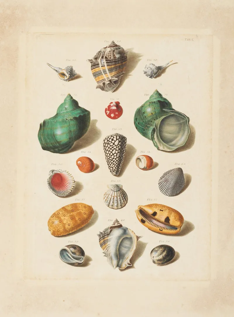 Plate V From Choix De Coquillages Et De Crustaces Wall Art by Franz Michael Regenfuss - High-Resolution Digital Print