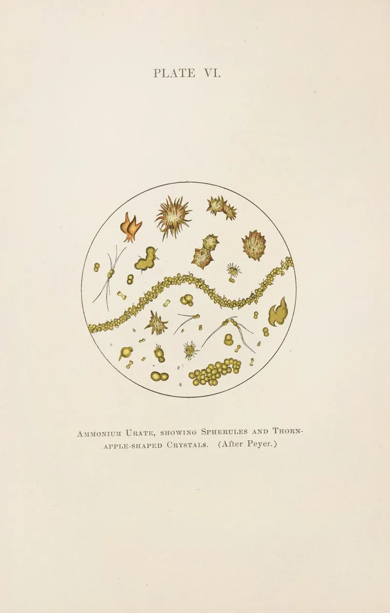 Plate Vi Ammonium Urate Showing Spherules And Thorn Apple Shaped Crystals Wall Art by Charles Wesley Purdy - High-Resolution Digital Print