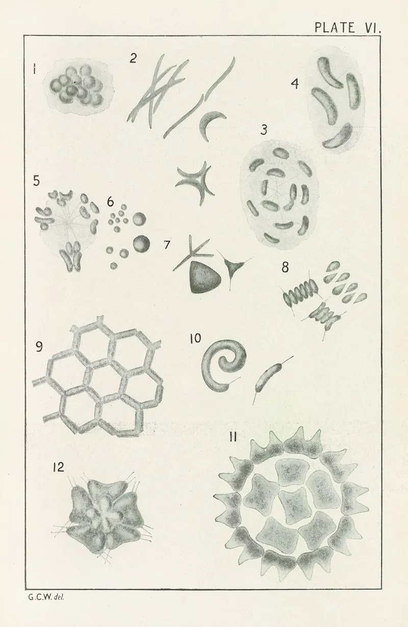 Plate Vi Chlorophyceae