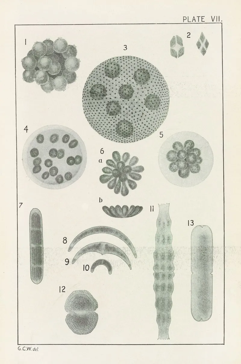 Plate Vii Chlorophyceae