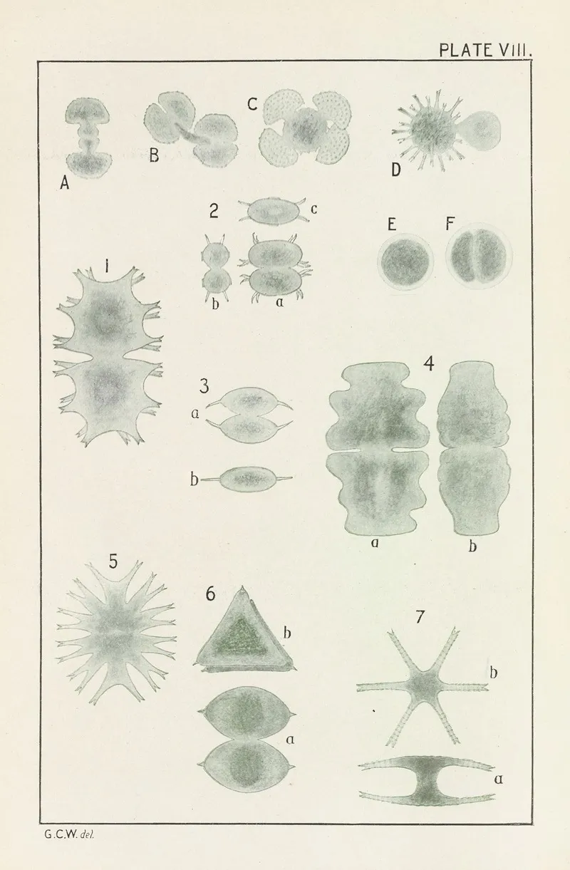 Plate Viii Chlorophyceae