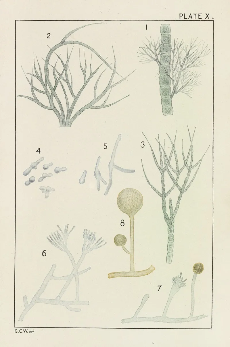 Plate X Chlorophyceae And Fungi