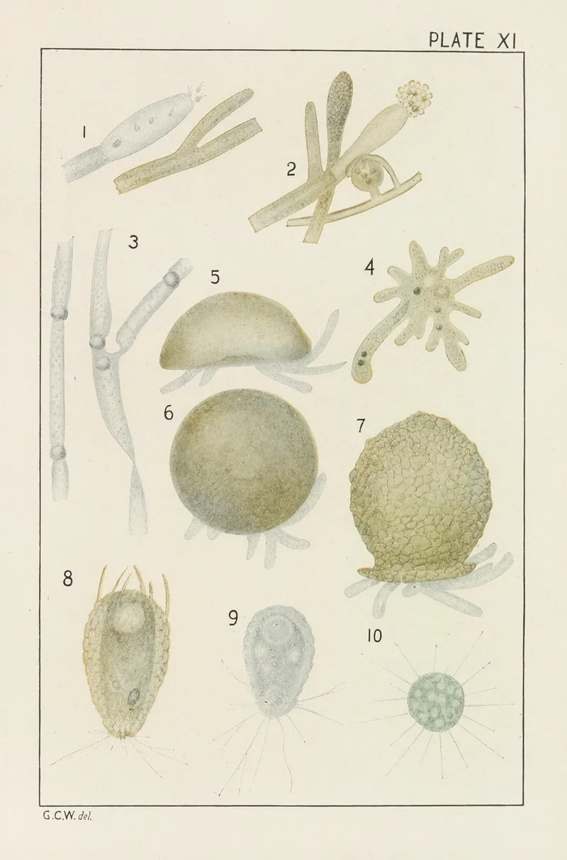 Plate Xi Fungi And Protozoa