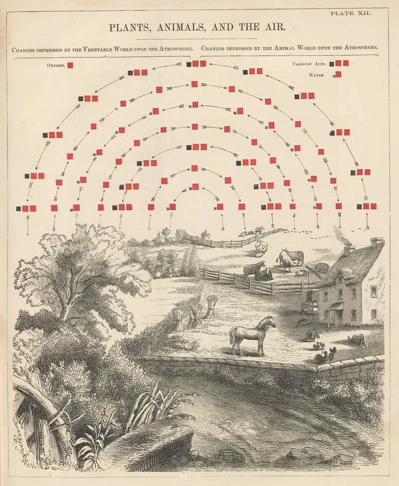 Plate Xii Plants Animals And The Air Wall Art by Edward Livingston Youmans - High-Resolution Digital Print