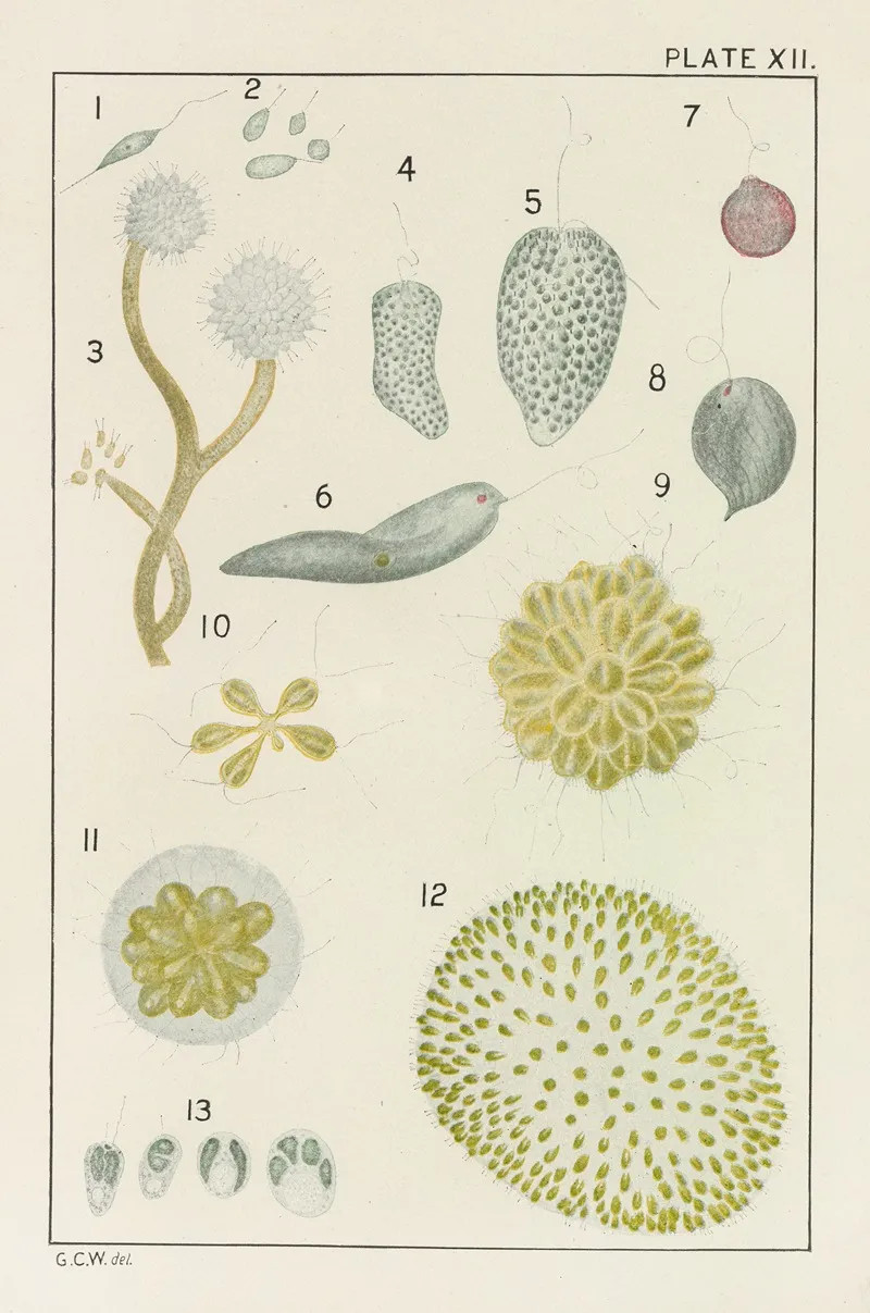 Plate Xii Protozoa