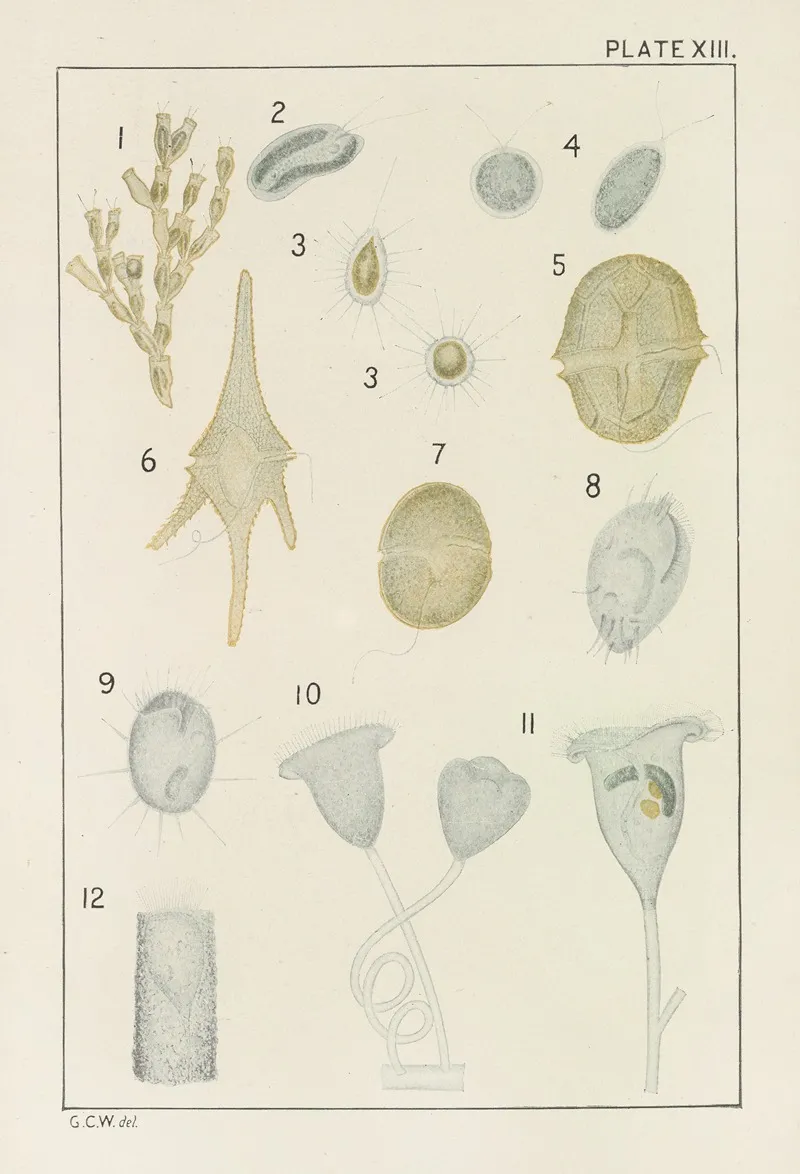 Plate Xiii Protozoa