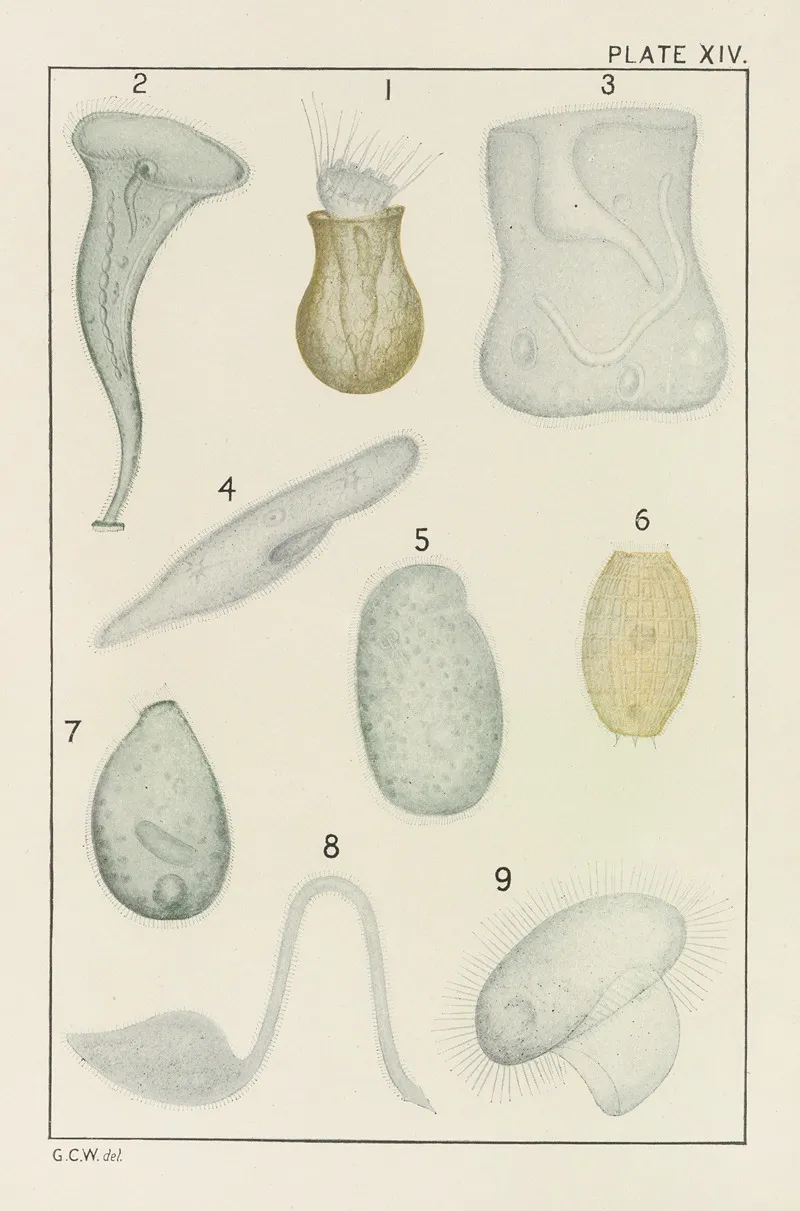 Plate Xiv Protozoa