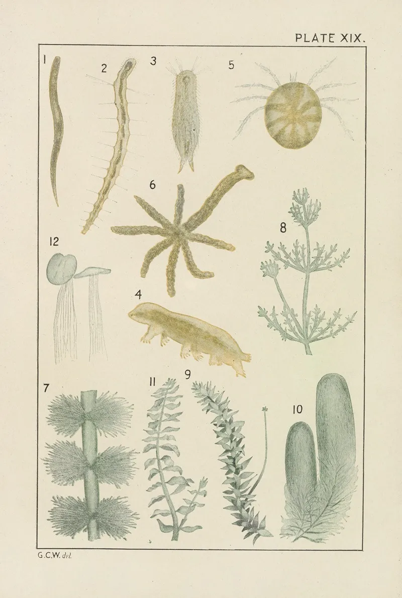 Plate Xix Miscellaneous