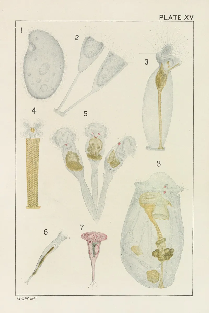 Plate Xv Protozoa And Rotifera