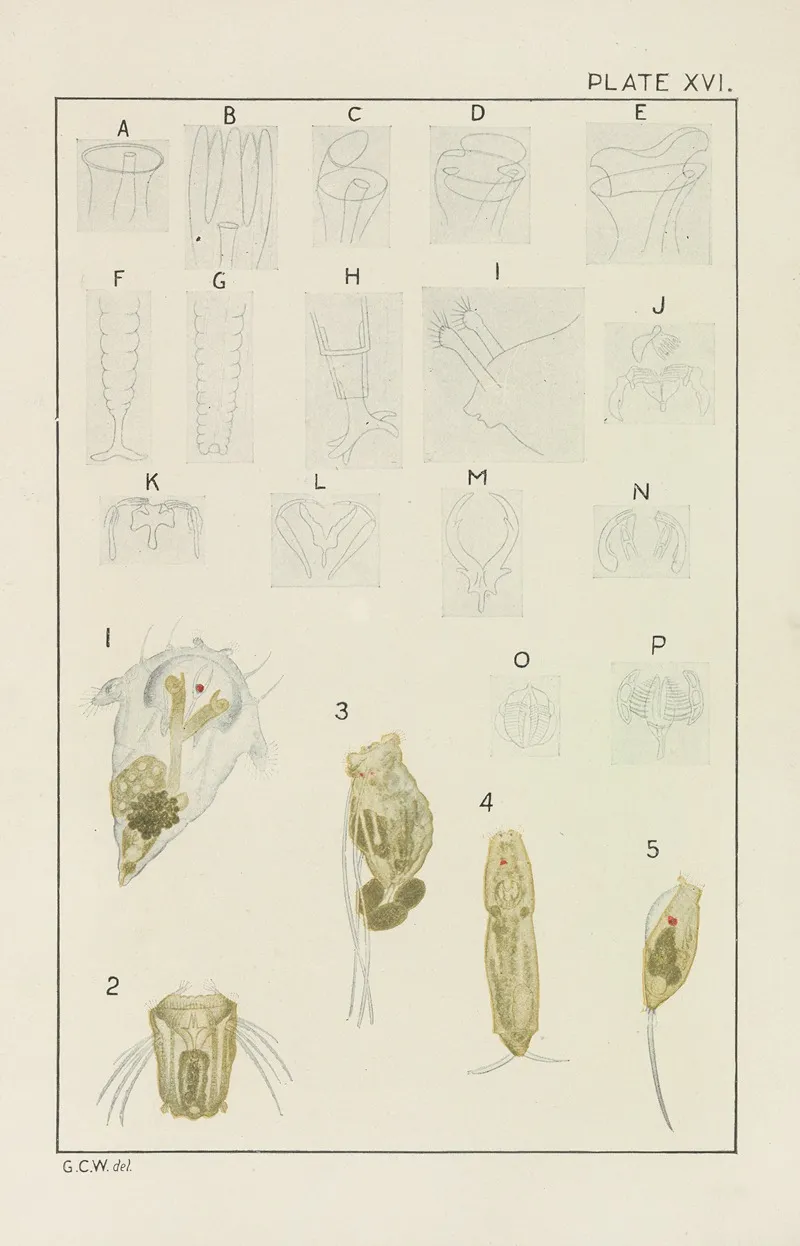 Plate Xvi Rotifera