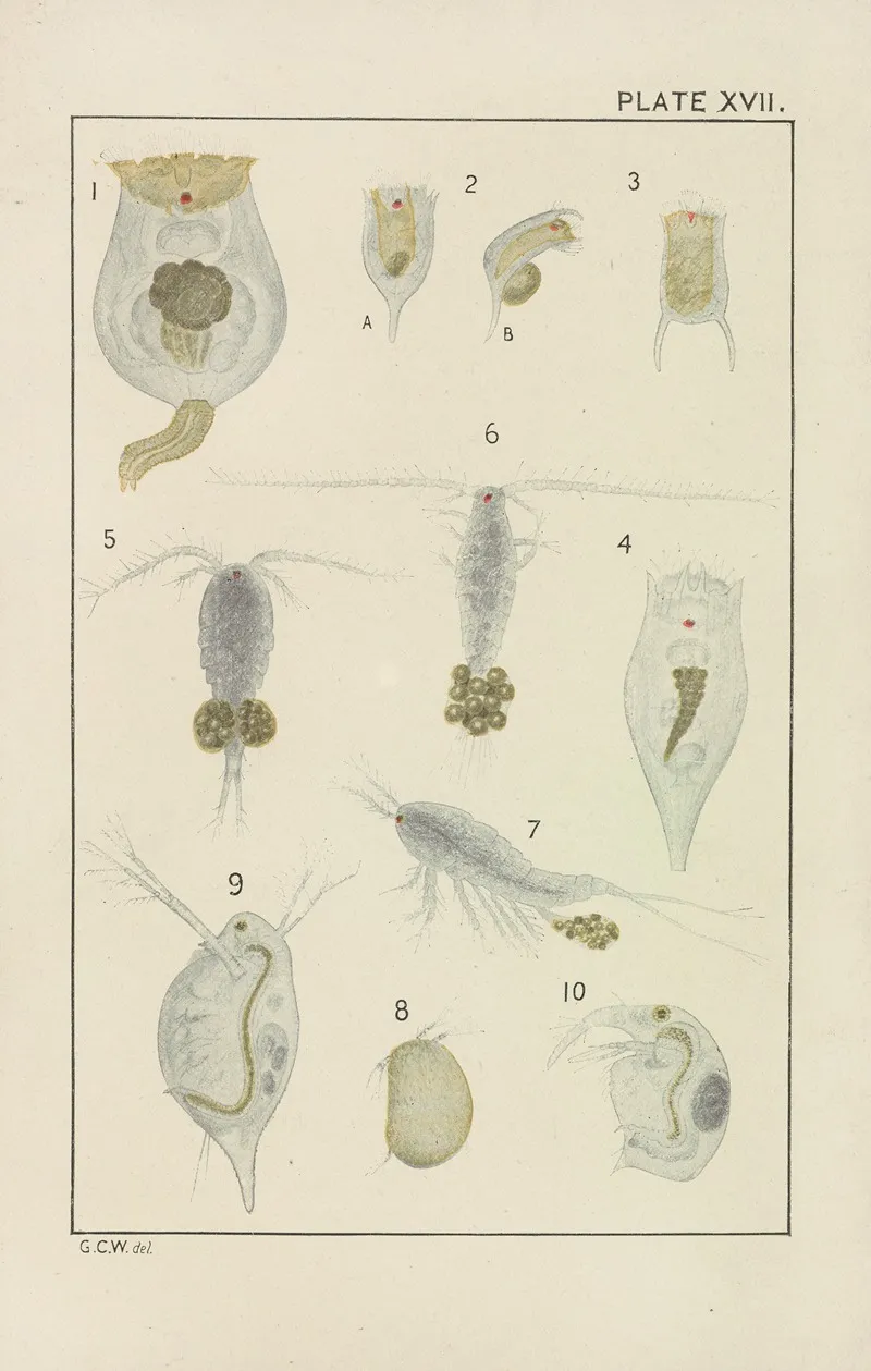 Plate Xvii Rotifera And Crustacea