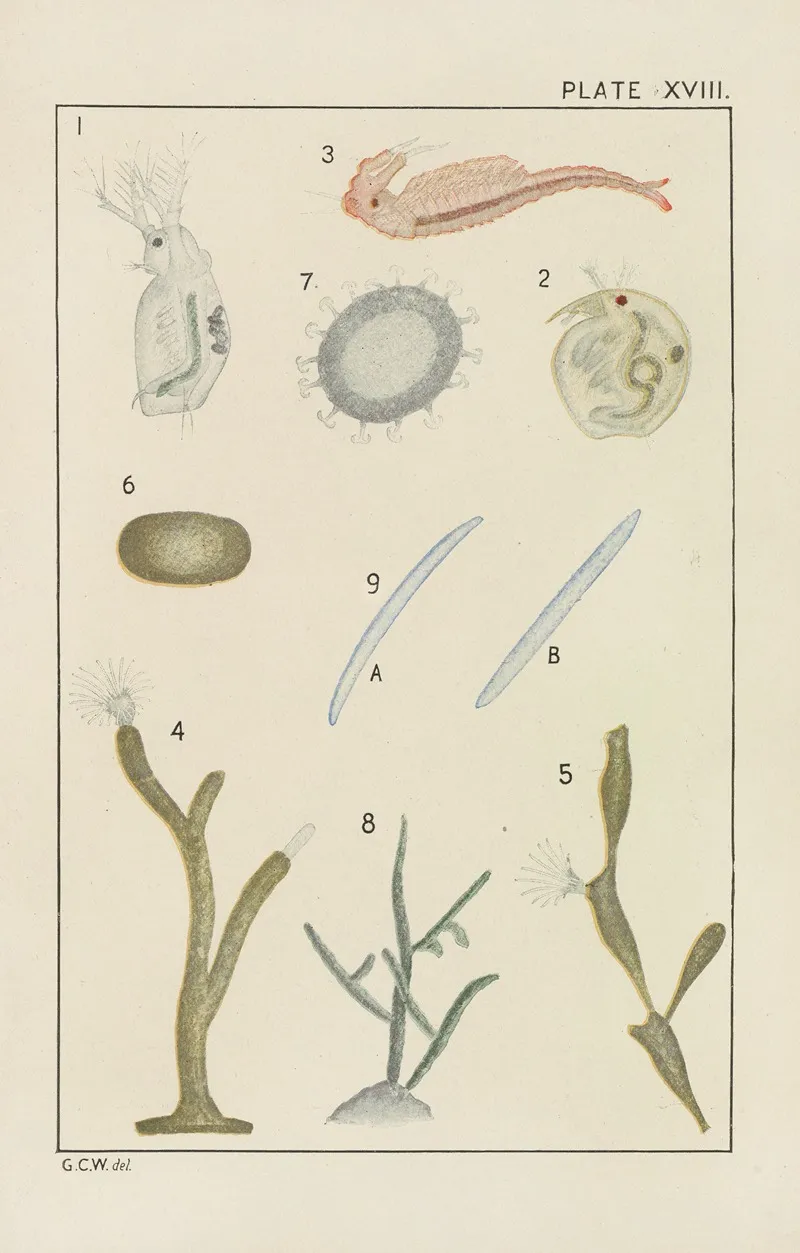 Plate Xviii Crustacea Bryozoa And Spongidae