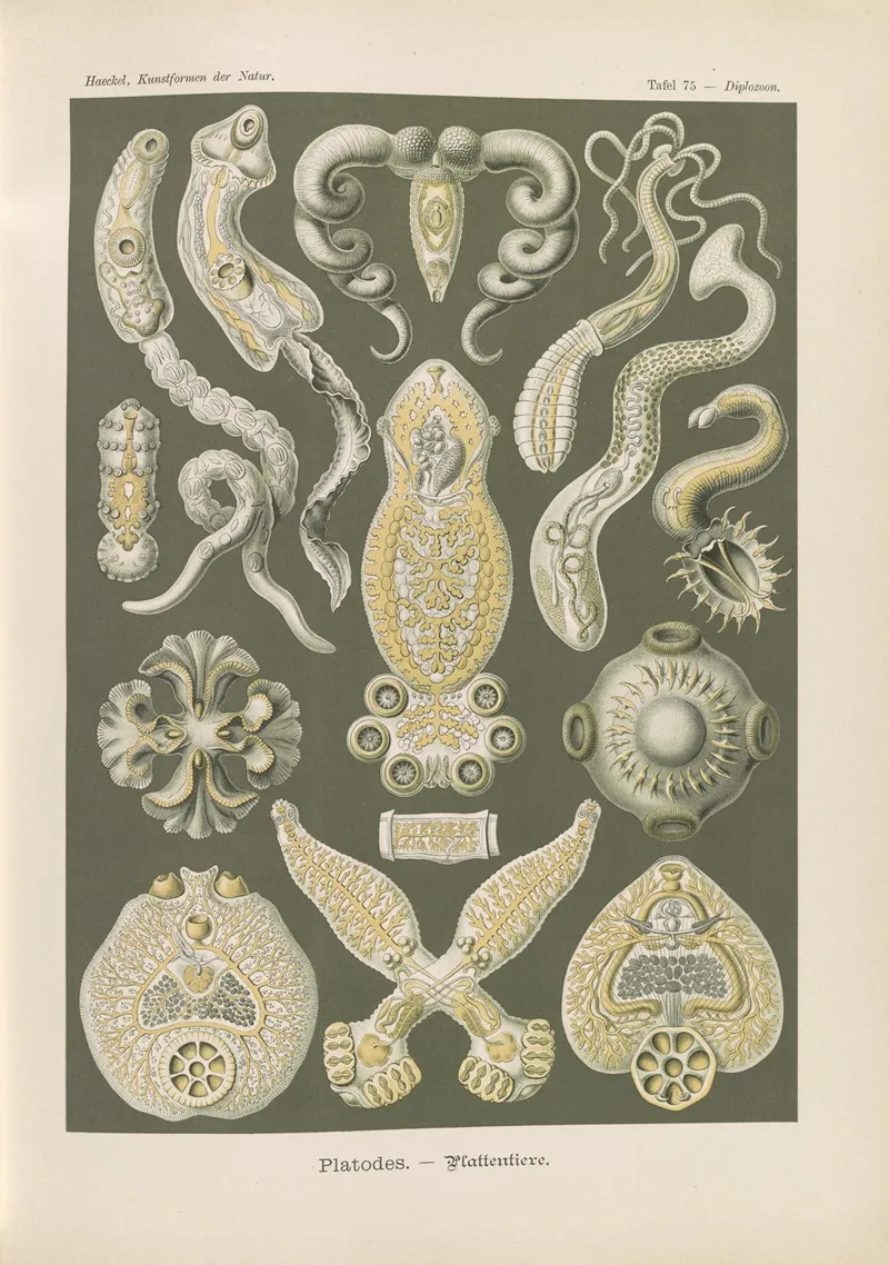 Platodes Plattentiere Wall Art by Ernst Haeckel - High-Resolution Digital Print