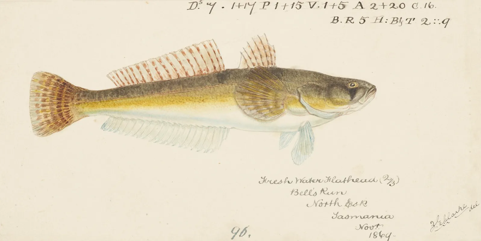 Platycephalus Bassensis