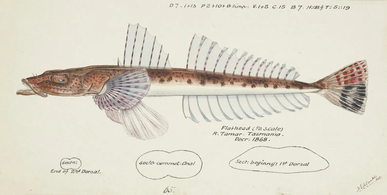 Platycephalus Sp Tas Flathead