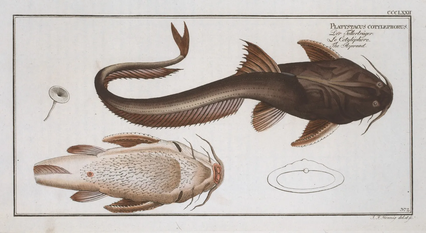 Platystacus Cotylephorus The Aspread Wall Art by Marcus Elieser Bloch - High-Resolution Digital Print