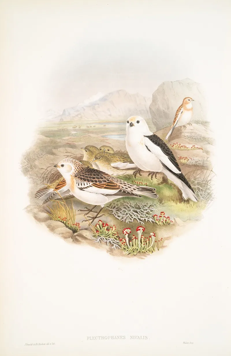 Plectrophanes Nivalis Snow Bunting Or Snowflake Wall Art by John Gould - High-Resolution Digital Print