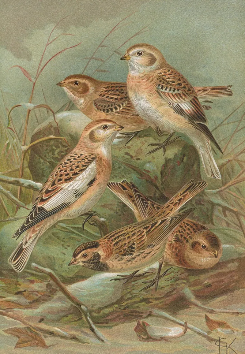 Plectrophenax Nivalis Calcarius Lapponicus Wall Art by Johann Friedrich Naumann - High-Resolution Digital Print