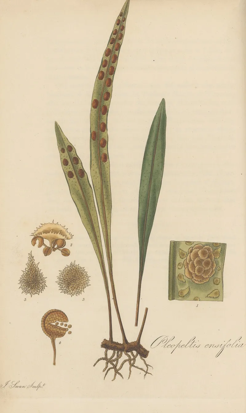 Pleopeltis Ensifolia Wall Art by William Jackson Hooker - High-Resolution Digital Print