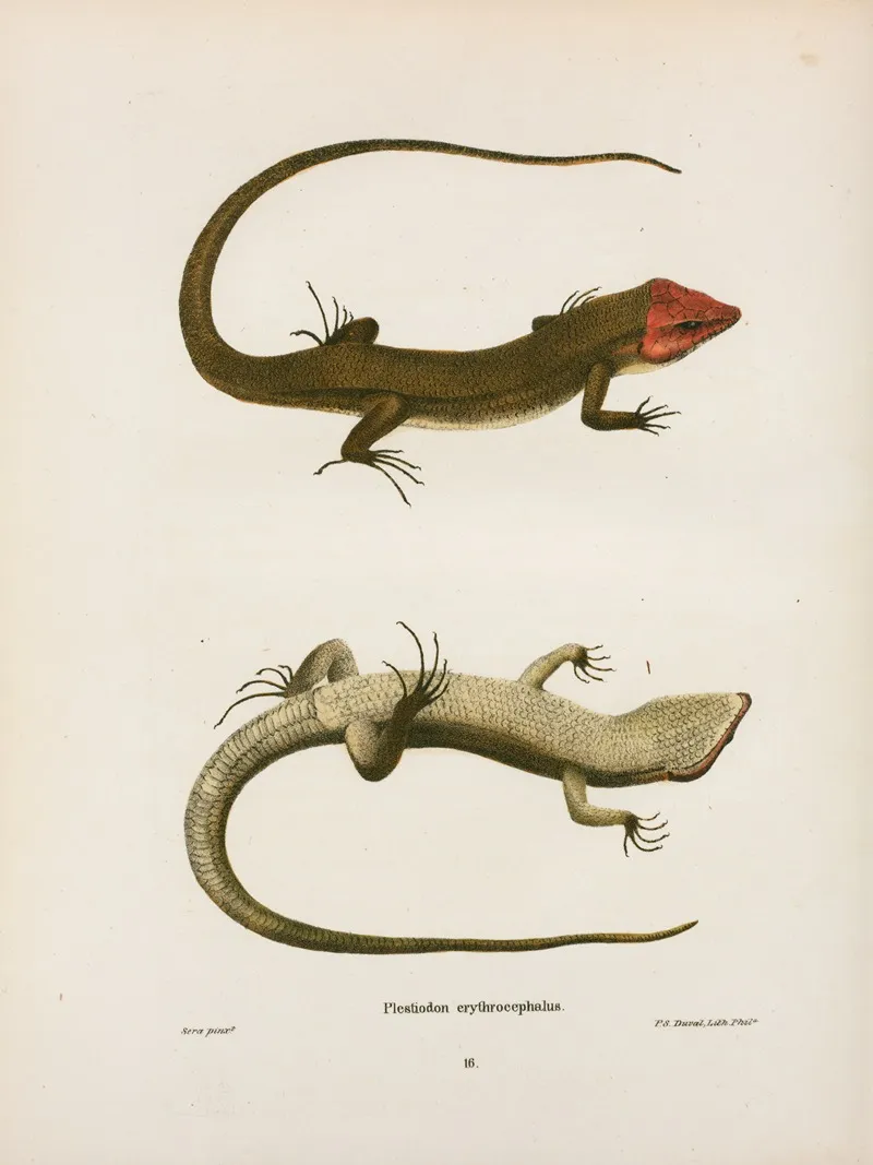 Plestiodon Erythrocephalus Wall Art by John Edwards Holbrook - High-Resolution Digital Print