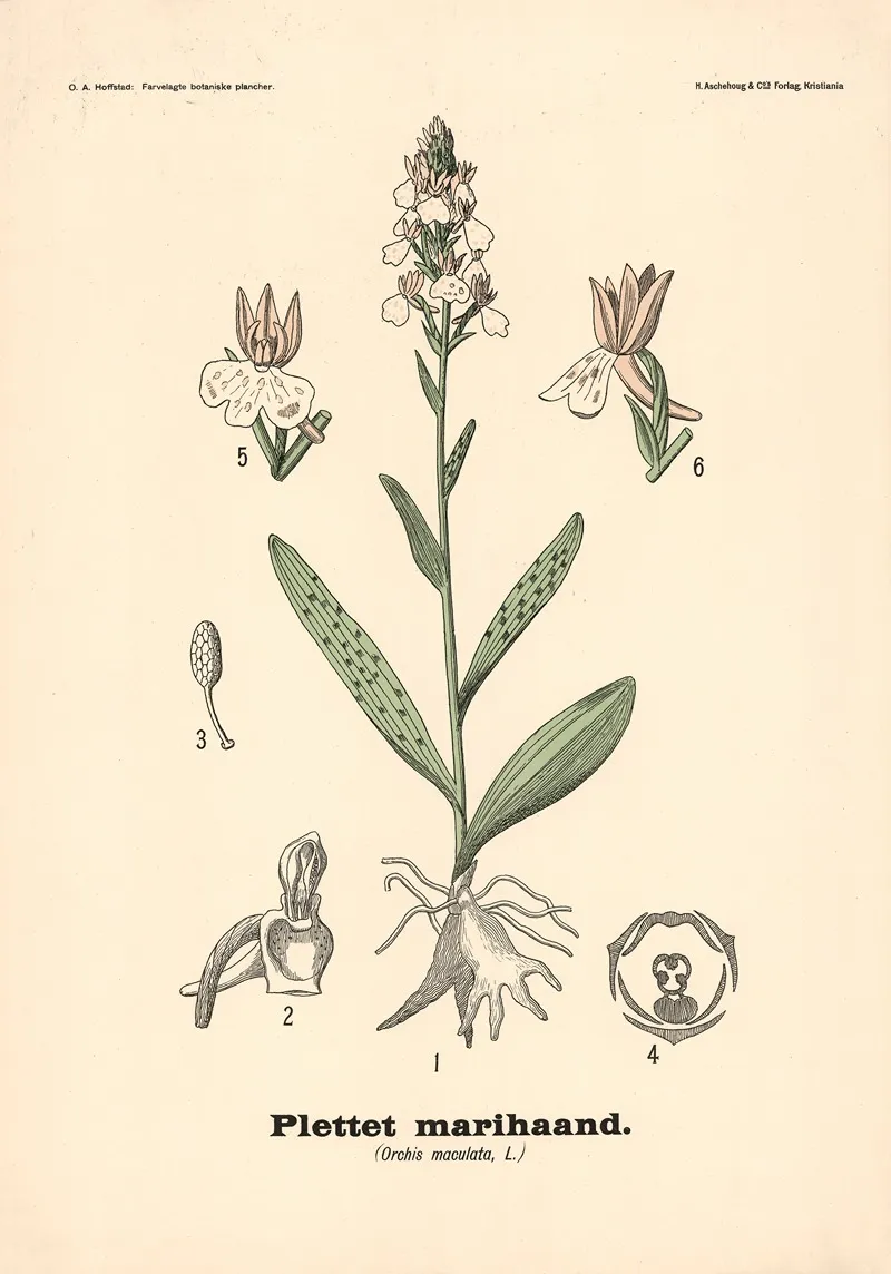 Plettet Marihaand Orchis Maculata L Wall Art by Olaf Alfred Hoffstad - High-Resolution Digital Print