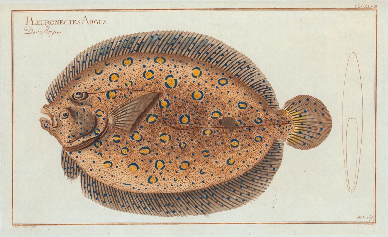 Pleuronectes Argus The Argus Flounder Wall Art by Marcus Elieser Bloch - High-Resolution Digital Print