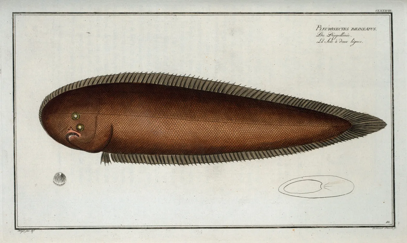 Pleuronectes Bilineatus Wall Art by Marcus Elieser Bloch - High-Resolution Digital Print