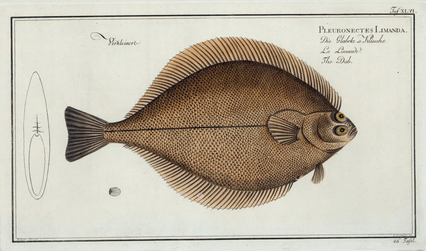 Pleuronectes Limanda The Dab Wall Art by Marcus Elieser Bloch - High-Resolution Digital Print