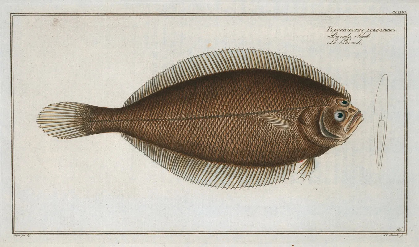 Pleuronectes Limandoides Wall Art by Marcus Elieser Bloch - High-Resolution Digital Print