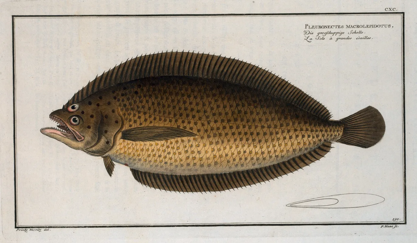Pleuronectes Macrolepidotus Wall Art by Marcus Elieser Bloch - High-Resolution Digital Print