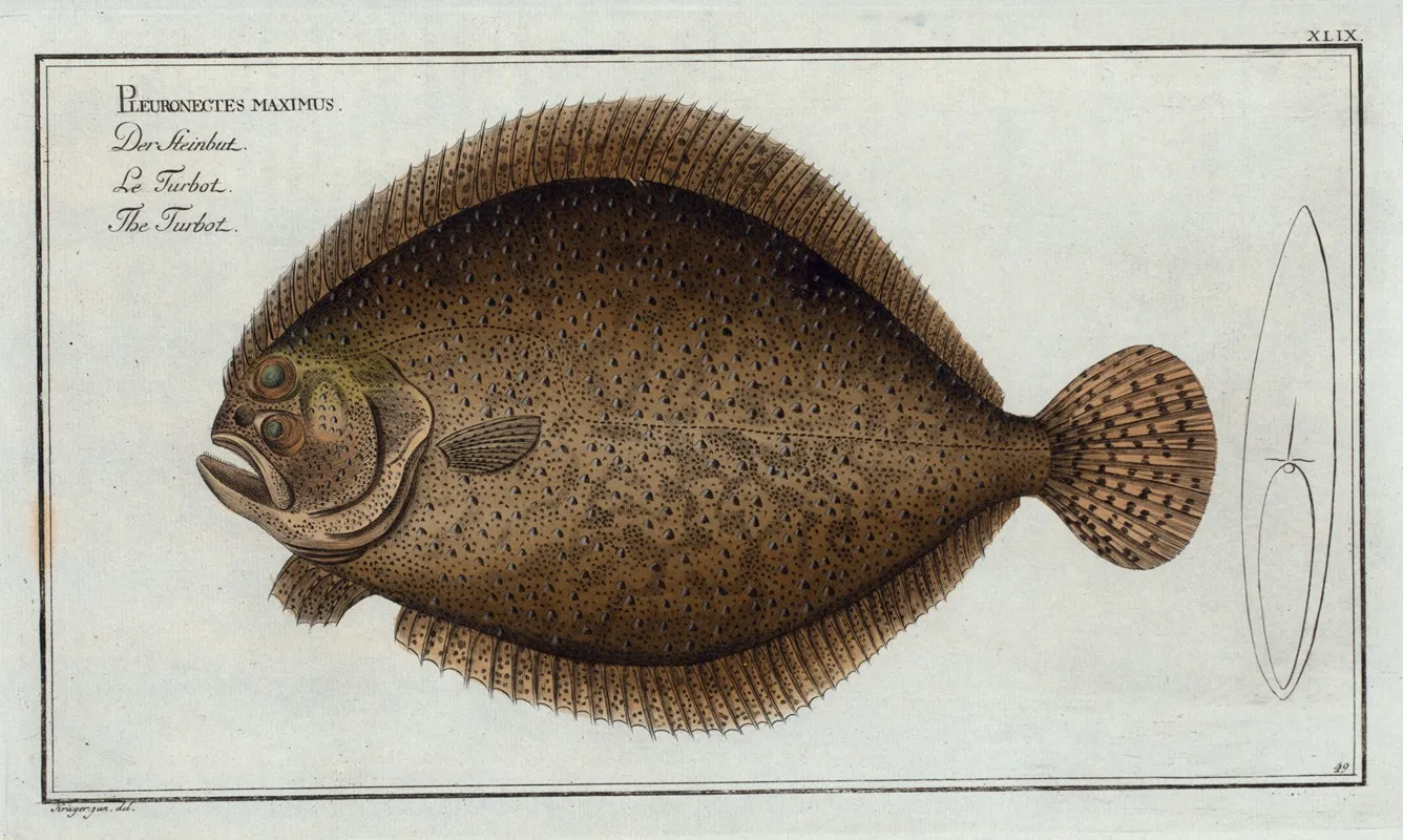 Pleuronectes Maximus The Turbot Wall Art by Marcus Elieser Bloch - High-Resolution Digital Print