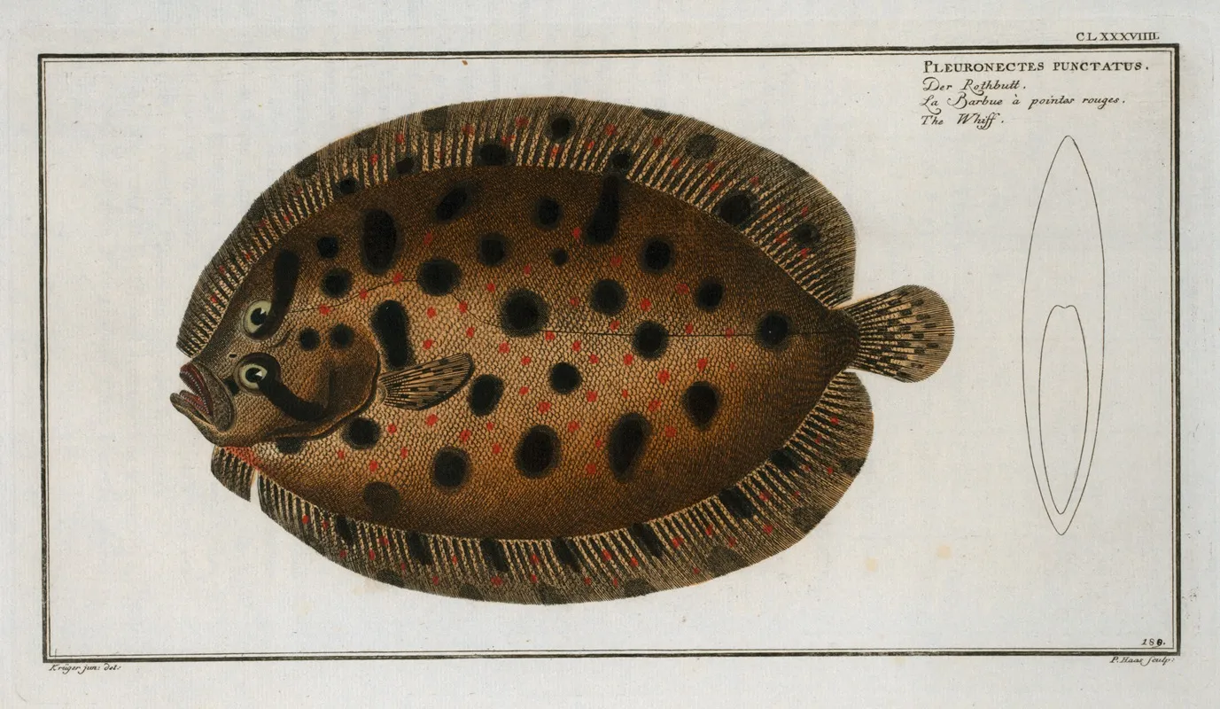 Pleuronectes Punctatus The Whiff Wall Art by Marcus Elieser Bloch - High-Resolution Digital Print