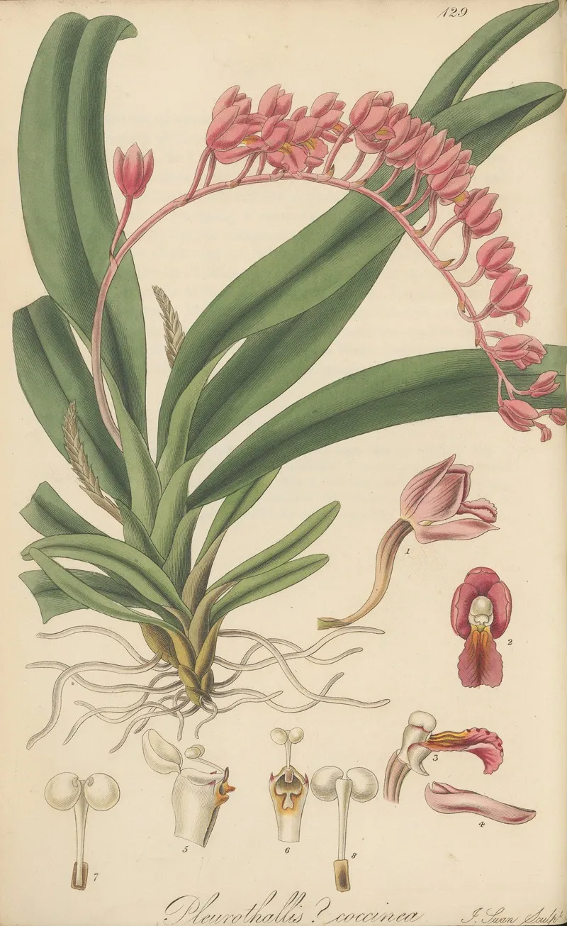 Pleurothallis Coccinea Wall Art by William Jackson Hooker - High-Resolution Digital Print