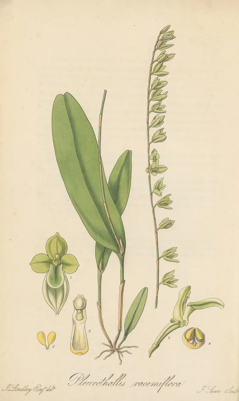 Pleurothallis Racemiflora Wall Art by William Jackson Hooker - High-Resolution Digital Print