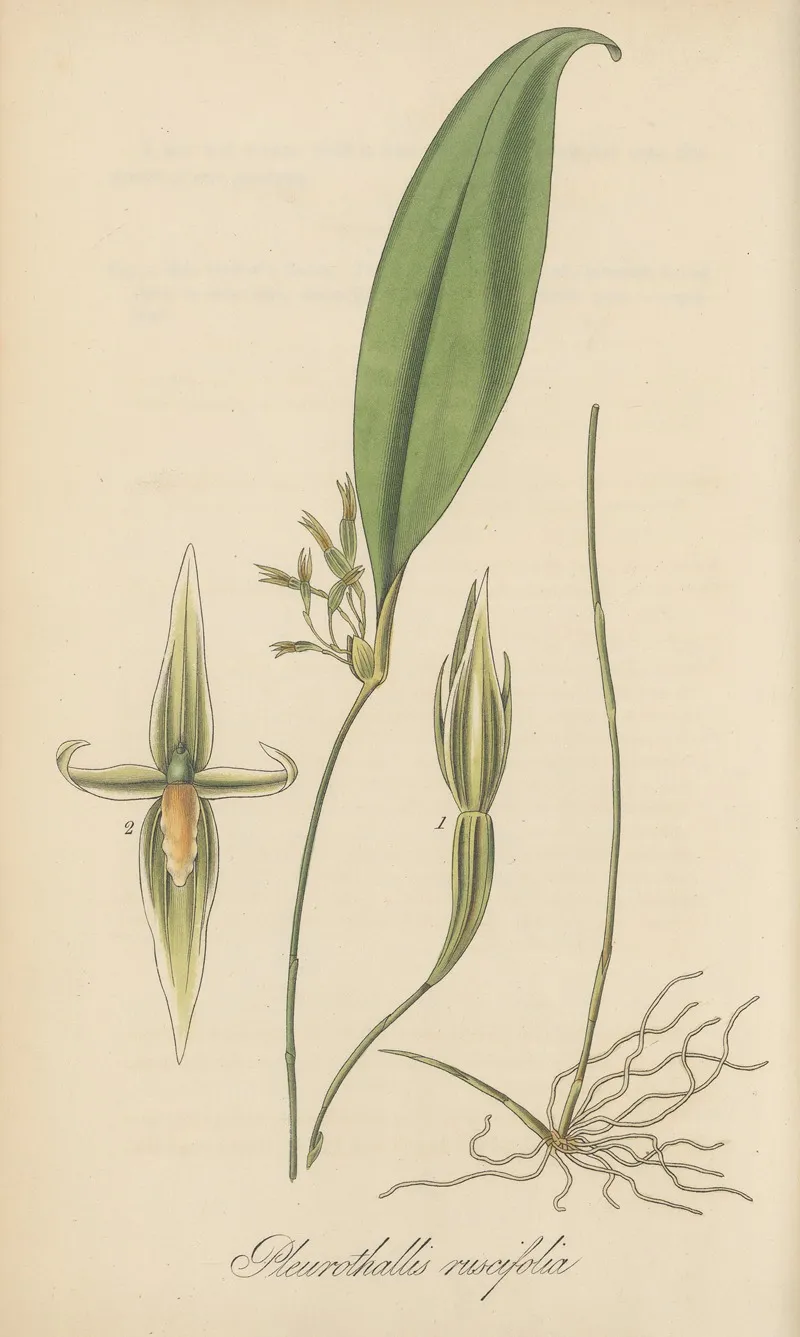 Pleurothallis Ruscifolia Wall Art by William Jackson Hooker - High-Resolution Digital Print