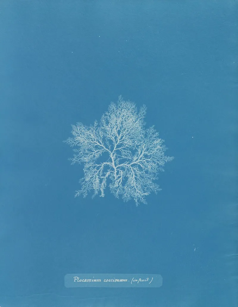 Plocamium Coccineum In Fruit Wall Art by Anna Atkins - High-Resolution Digital Print