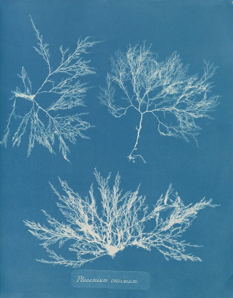 Plocamium Coccineum Wall Art by Anna Atkins - High-Resolution Digital Print