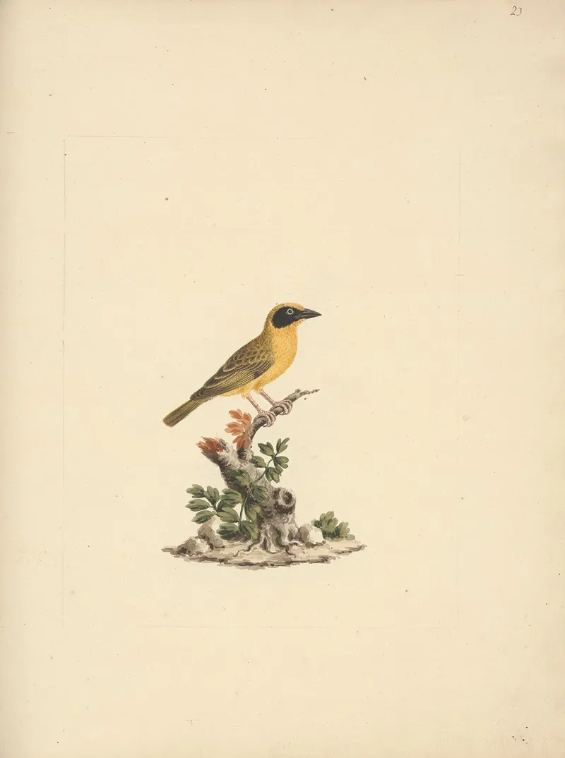 Ploceus Ocularis Spectacled Weaver