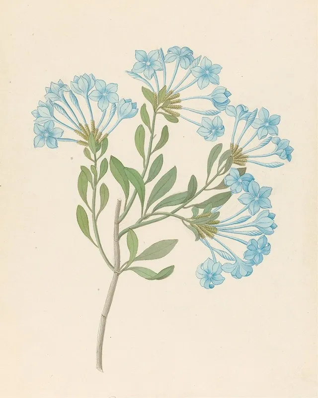 Plombago Capensis Plumbago Auriculata Wall Art by Clemenz Heinrich Wehdemann - High-Resolution Digital Print